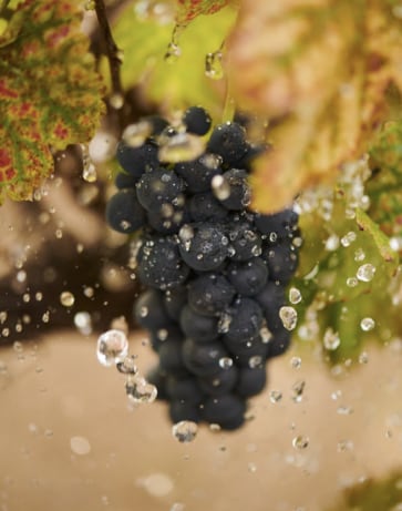 Global Chandon Wineries